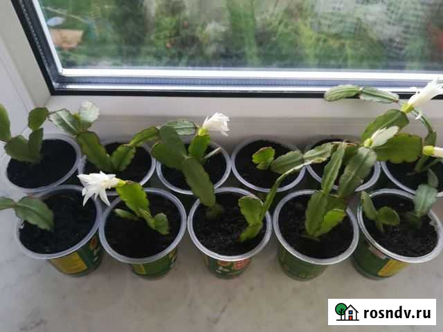 Декабрист Мценск - изображение 1