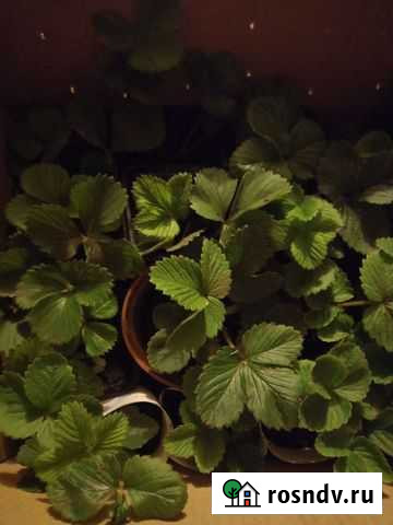 Рассада клубники Бессоновка - изображение 1