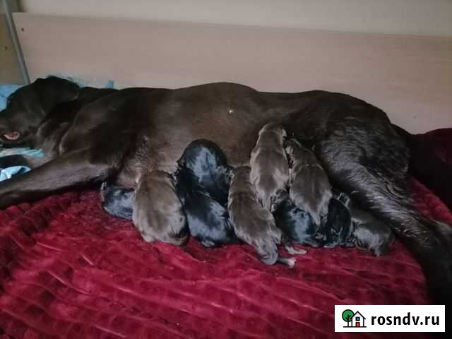 Щенки лабрадора Рязань - изображение 1