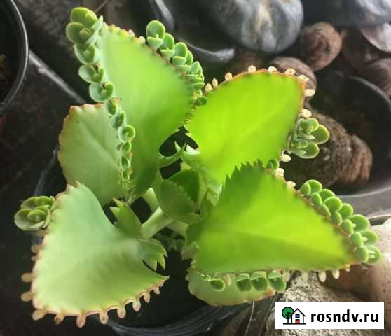 Каланхоэ махровые Благовещенск - изображение 1