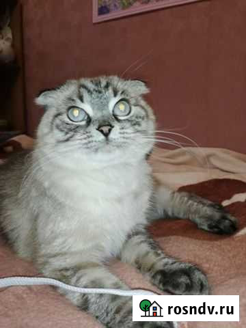 Шотландская вислоухая Валуйки - изображение 1