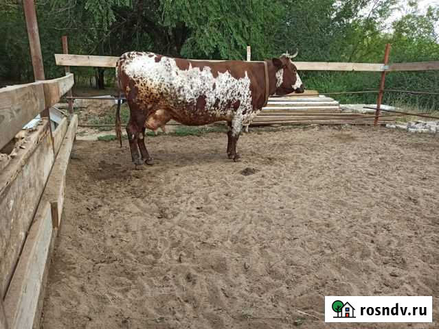 Удобрение (коровяк) Волгоград - изображение 1