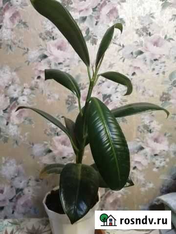 Комнатные цветы Йошкар-Ола - изображение 1