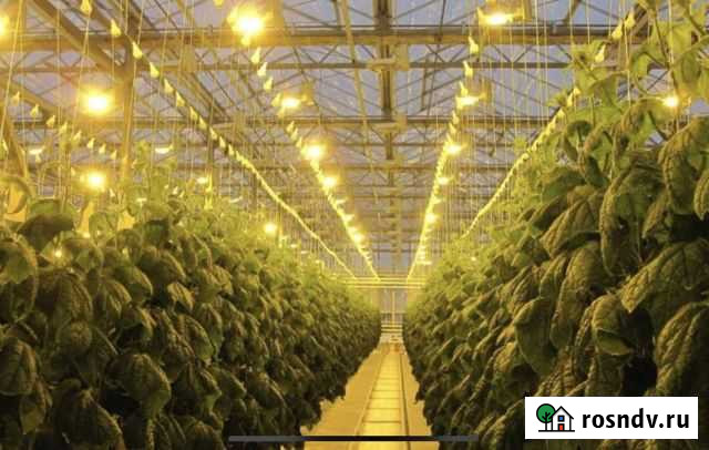 Сдам в аренду теплицу Набережные Челны - изображение 1