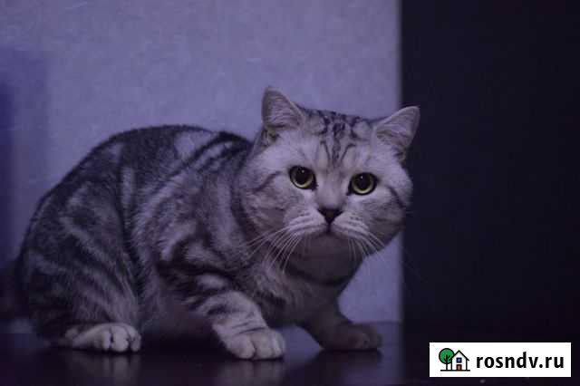 Шотландец вязка Ухта - изображение 1