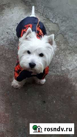 Вест хайленд уайт терьер Петрозаводск - изображение 1
