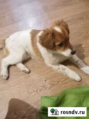 Отдам собаку Барнаул - изображение 1