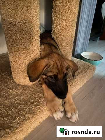 Собака Липецк - изображение 1