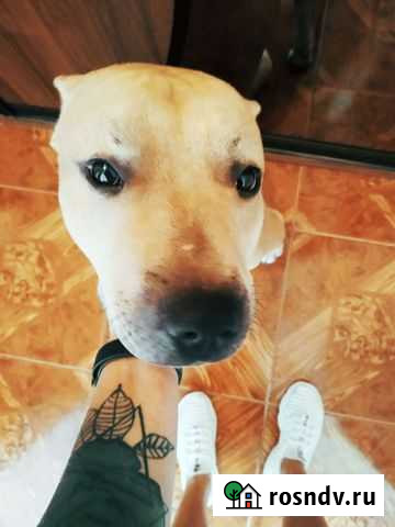 Вязка аст Калининград - изображение 1