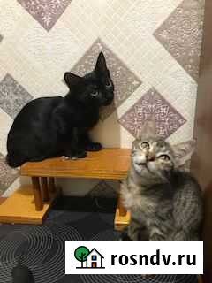 Отдам в добрые руки Новороссийск - изображение 1