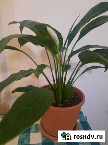 Спатифиллум Чернушка - изображение 1