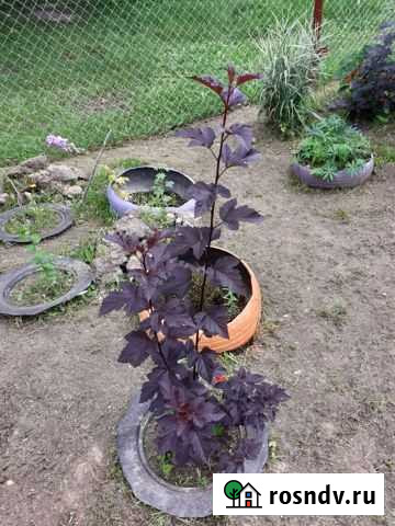 Кусты пузыреплодника Диабло и желто-зеленого Череповец - изображение 1