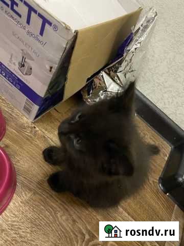 Кошки мейн-кун Ачинск - изображение 1