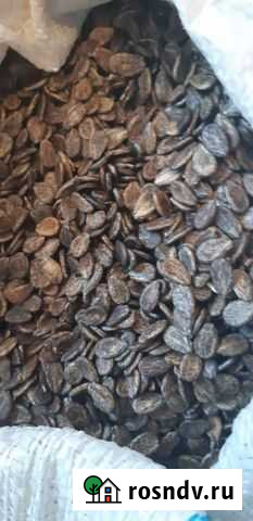 Семена арбуза Астрахань - изображение 1