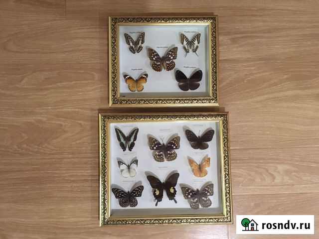 Панно из красивых бабочек Чебоксары - изображение 1