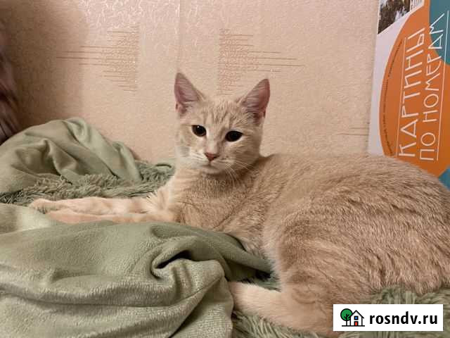 Котенок Курск - изображение 1