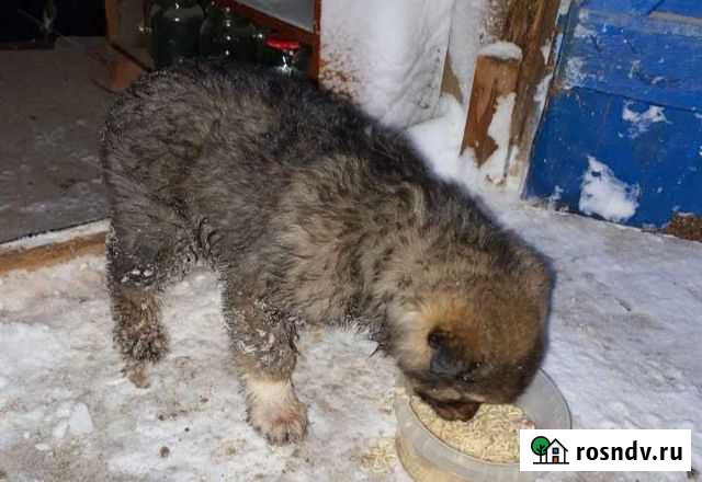 Собака в добрые руки щенок Бузулук - изображение 1