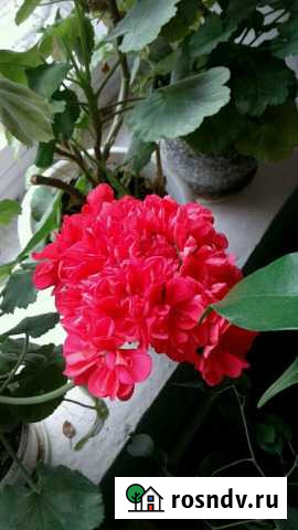 Цветы.Бегония, герань, примула и др Краснооктябрьский - изображение 1