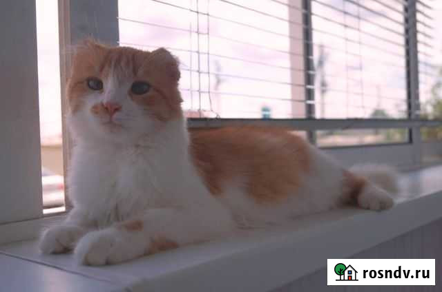 Кошечка в добрые руки Самара - изображение 1