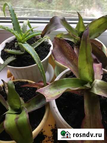 Комнатные растения и цветы Воронеж - изображение 1