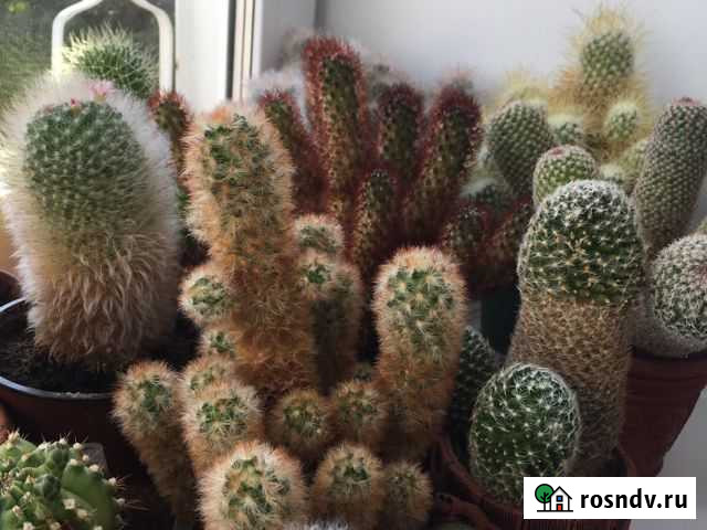 Кактусы из личной коллекции Елабуга - изображение 1