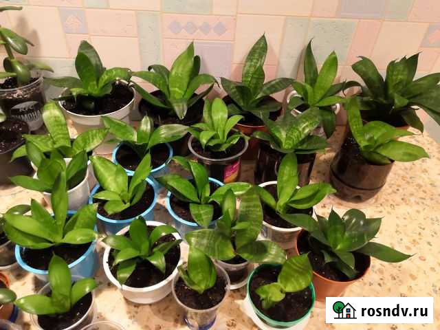 Сансевьера, Молочай, Юкка,Толстянка,Эухарис Екатеринбург - изображение 1