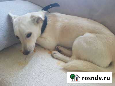 Левретка Горячий Ключ - изображение 1