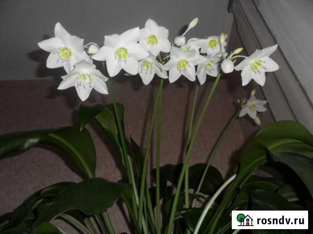 Эухарис амазонская лилия Брянск - изображение 1