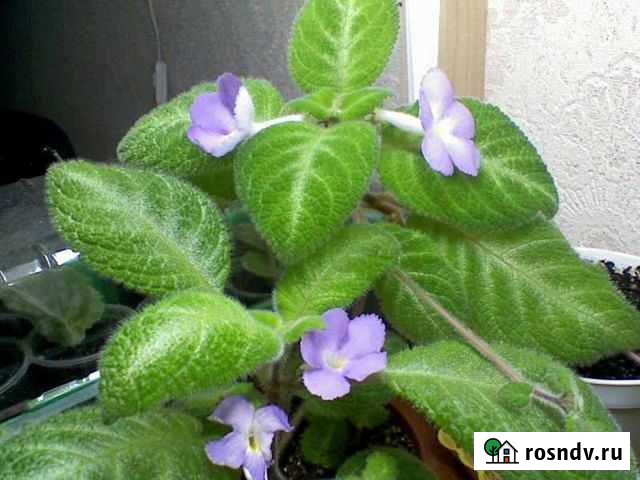 Эписция Петрозаводск - изображение 1