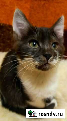 Отдам бесплатно Брянск - изображение 1