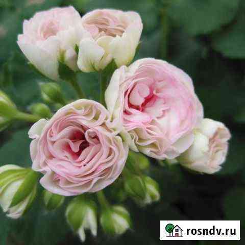 Пеларгония Kvarnlyckans Anna-Jeanette Воронеж