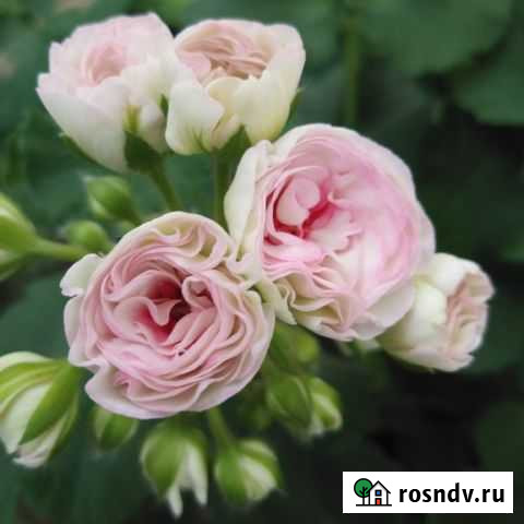 Пеларгония Kvarnlyckans Anna-Jeanette Воронеж - изображение 1