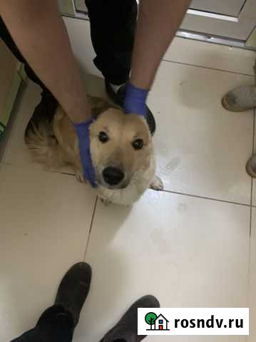 Собака похожа на корги Пермь - изображение 1