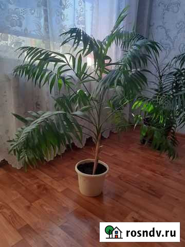 Пальмы Хамедория изящная Омск - изображение 1