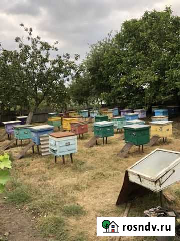 Продам пчелосемьи с ульями Красная Яруга - изображение 1