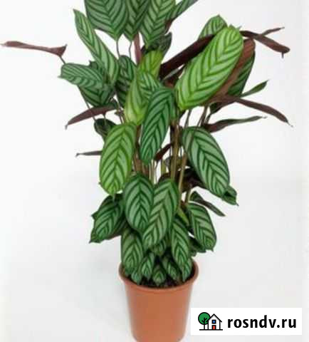 Бесплатно маранта Курск - изображение 1