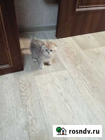 Кошка Никольское - изображение 1