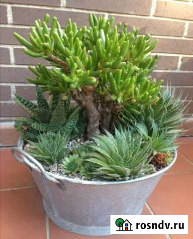 Толстянка хоббит Старый Оскол - изображение 1