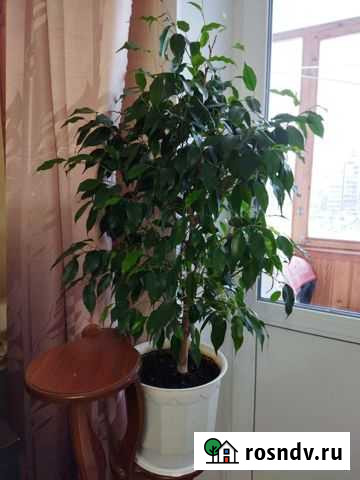 Фикус Ярославль - изображение 1