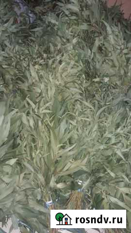 Эвкалиптовые веники для бани Сочи - изображение 1