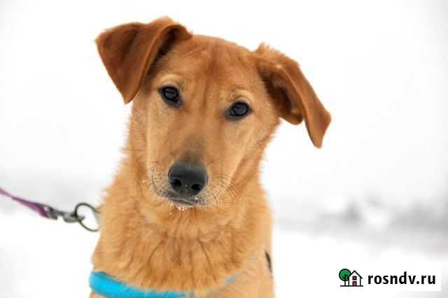 Мальчик Апероль в дар Большие Вяземы - изображение 1