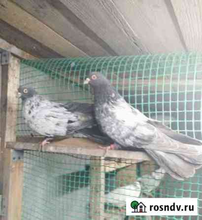 Голуби Николаевские Разумное