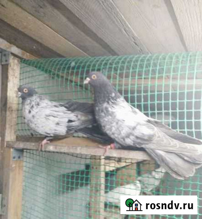 Голуби Николаевские Разумное - изображение 1