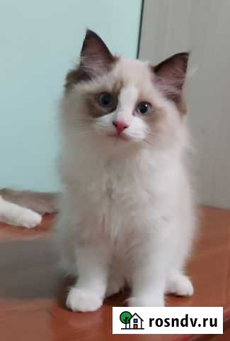 Котенок Анапа - изображение 1