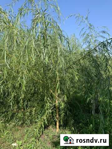 Ива плакучая, шаровидная Мичуринск - изображение 1