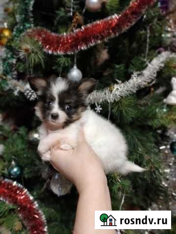 Континентальный той-папийон Самара - изображение 1