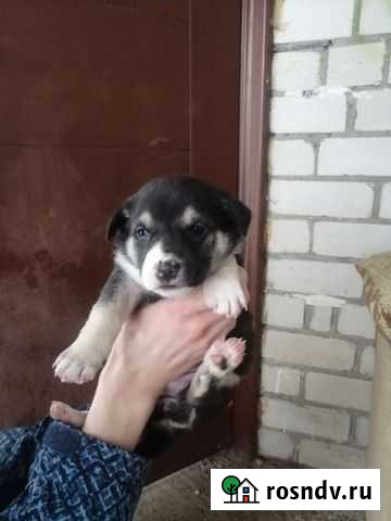 Щенки Калининград - изображение 1