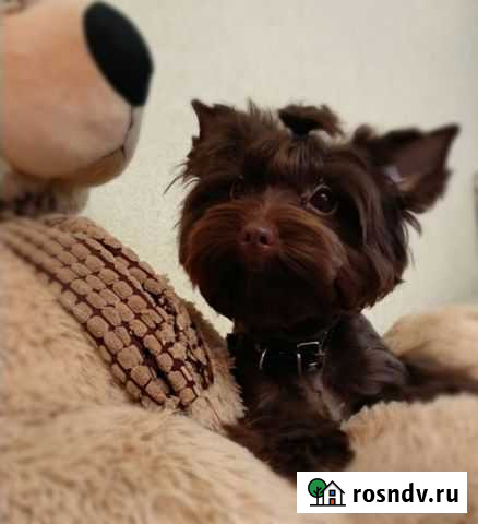 На вязку шоколадный без подпала Воронеж - изображение 1