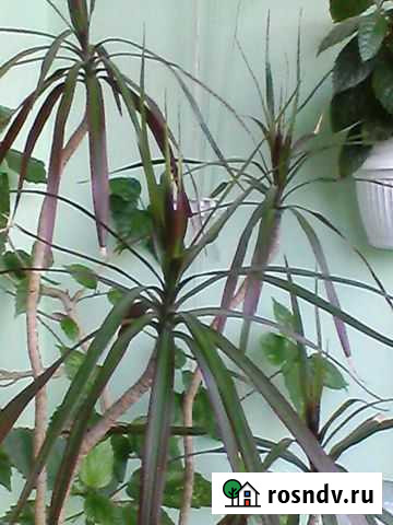 Цветок пальма Калининград - изображение 1