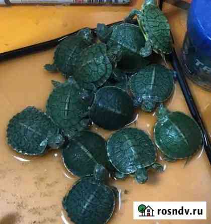 Красноухая черепаха Анапа